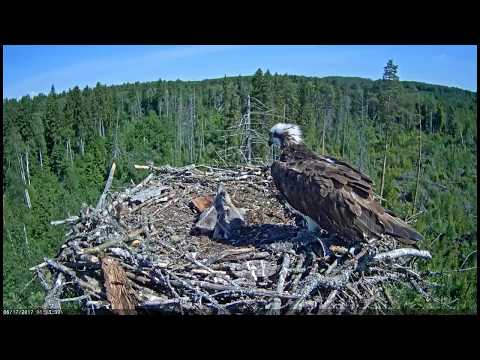 Battle of small ospreys. Age of the chicks is 1 week.