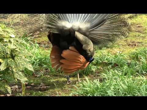 Indian Peafowl (Pavo cristatus ♂) Peacock Mating / Balzender Blauer Pfauenhahn [5]