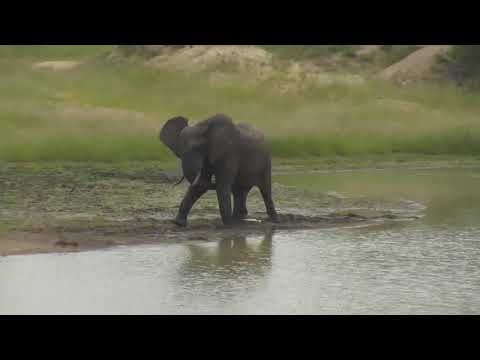 Djuma: Lone Elephant bull enjoys nice drink at the dam - 09:30 - 02/09/19