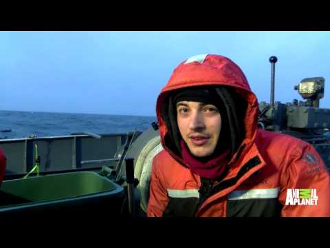 Saving Marine Life By Hauling In Toothfish Nets