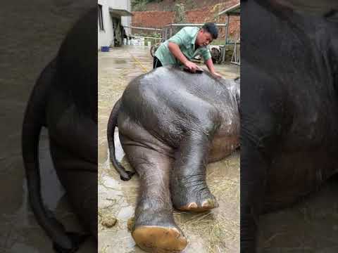 , title : 'تحميم الفيل وهو مستلقي 🥰 اسعد فيل 🐘 في العالم 🌏'