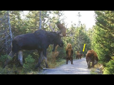 Гигантский мощный Лось. Эпичные битвы Лося, и его тяжкая жизнь.