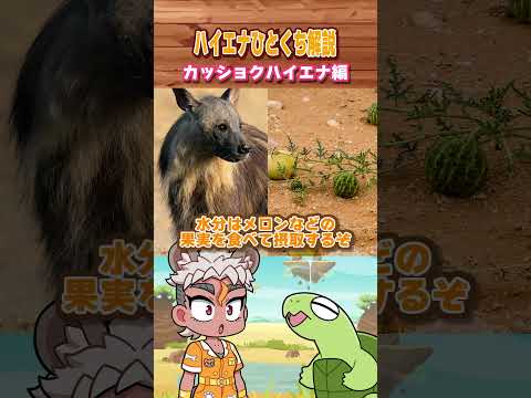 【ハイエナひとくち解説】意外な食生活？カッショクハイエナ編 #動物 #ハイエナ #カッショクハイエナ #vtuber #shorts