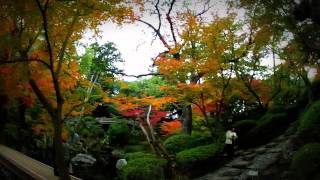 Chris Rea -  As Long As I Have Your Love - HD