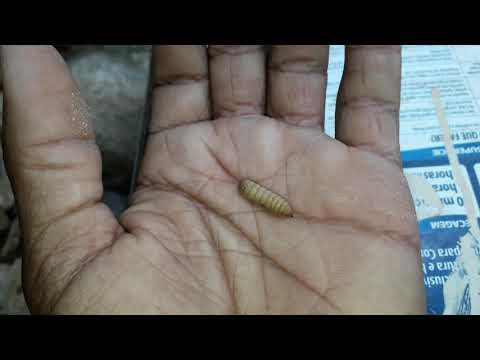 Diferença entre Bichinho da Lanja, Bicho da Varejeira e Larva da mosca doméstica
