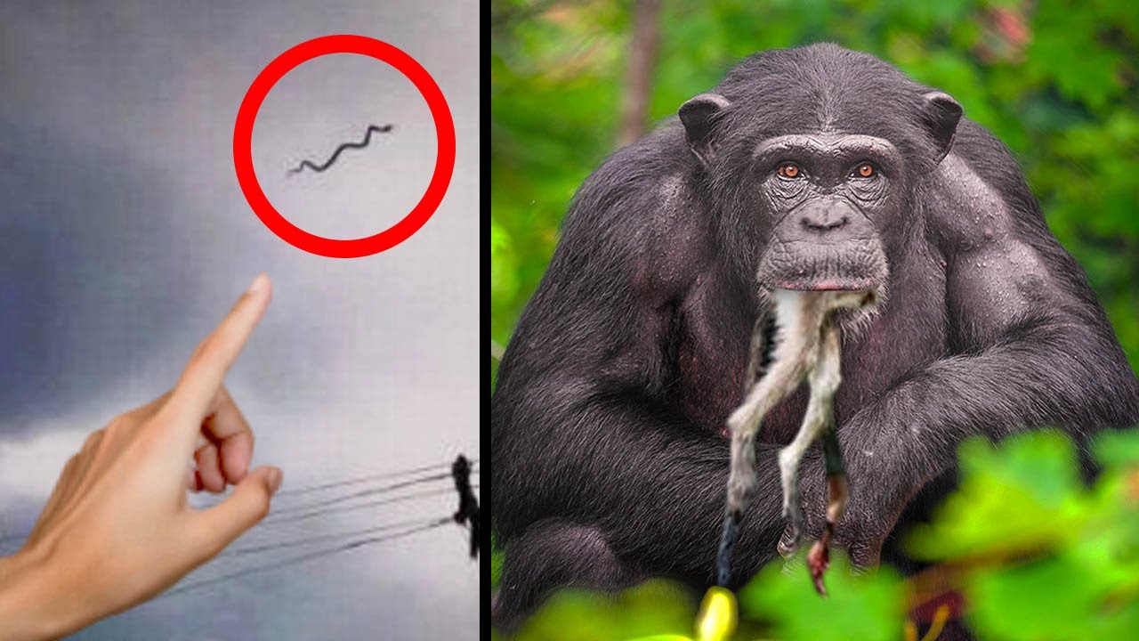 Os Comportamentos Animais Mais Estranhos Capturados Por Câmeras