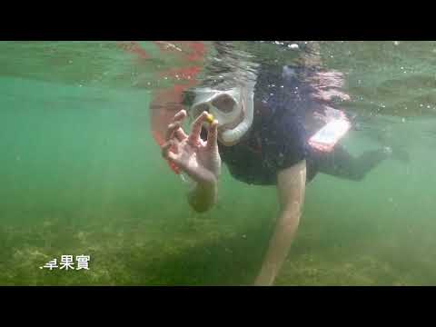 「海草床復育：希望與挑戰」