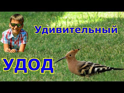 Удивительный удод! Египет 2019