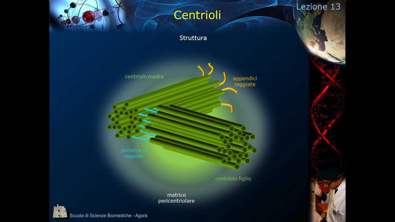 Citologia - Lezione 13: Citoscheletro e centrioli