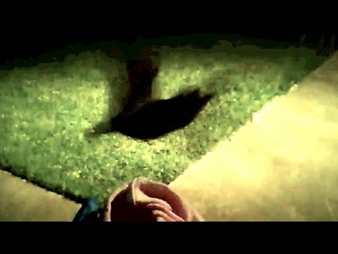 Releasing a microbat:  Teabag goes home