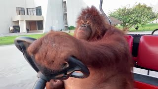[問卦] 猩猩都比人會開車