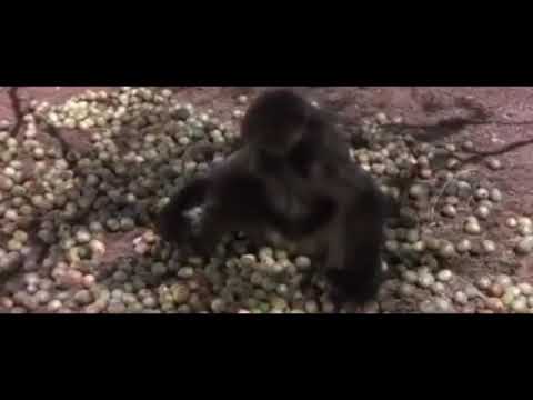 If you laugh you fail, a drunk monkeys🦧🤣🤣