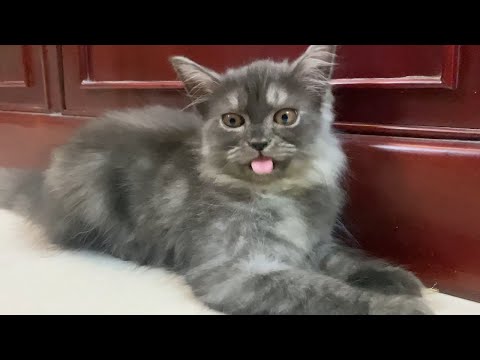 Playing with Persian Cat | Cat Playing Video | Late Night Cat Meowing
