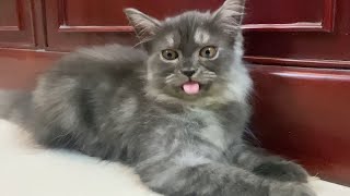 Playing with Persian Cat | Cat Playing Video | Late Night Cat Meowing