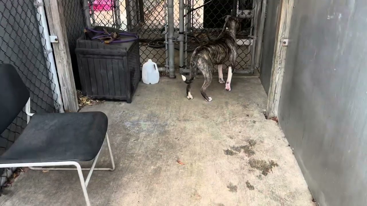 Tigger video preview