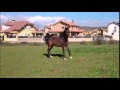 NAADIRAH AL FARAH 2012 ARABIAN HORSE ...