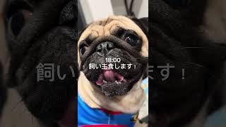 パスの日常Vlog #パグ #日常vlog #犬 #shorts