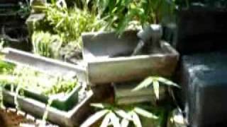 Ruf und Befehl des Evangeliums Gottes - Der biblische Glaube:Vertrauen in Jesus Christus TEIL 2