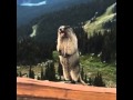 Marmot Screaming