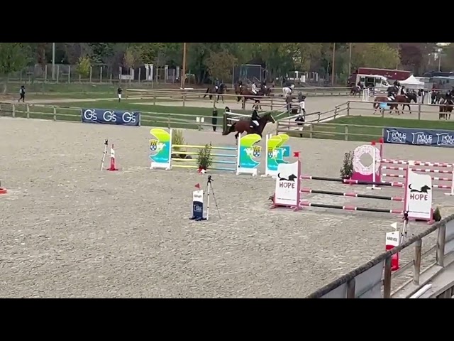 Cheval pour sauter 125/130cm 