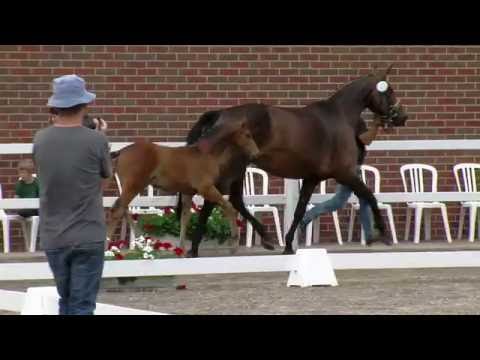 Hf v Millennium x Rubin Royal 2016