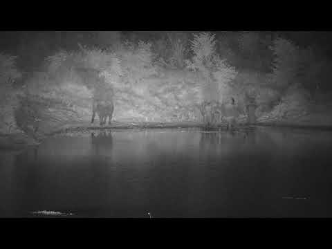 Djuma: Small Elephant herd - 23:33 - 05/14/21