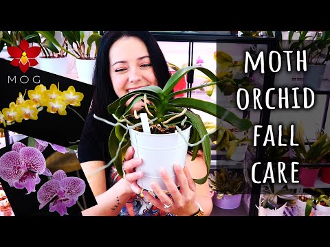 Autumn Care Tips for Phalaenopsis Orchids - Orchid Care for Beginners