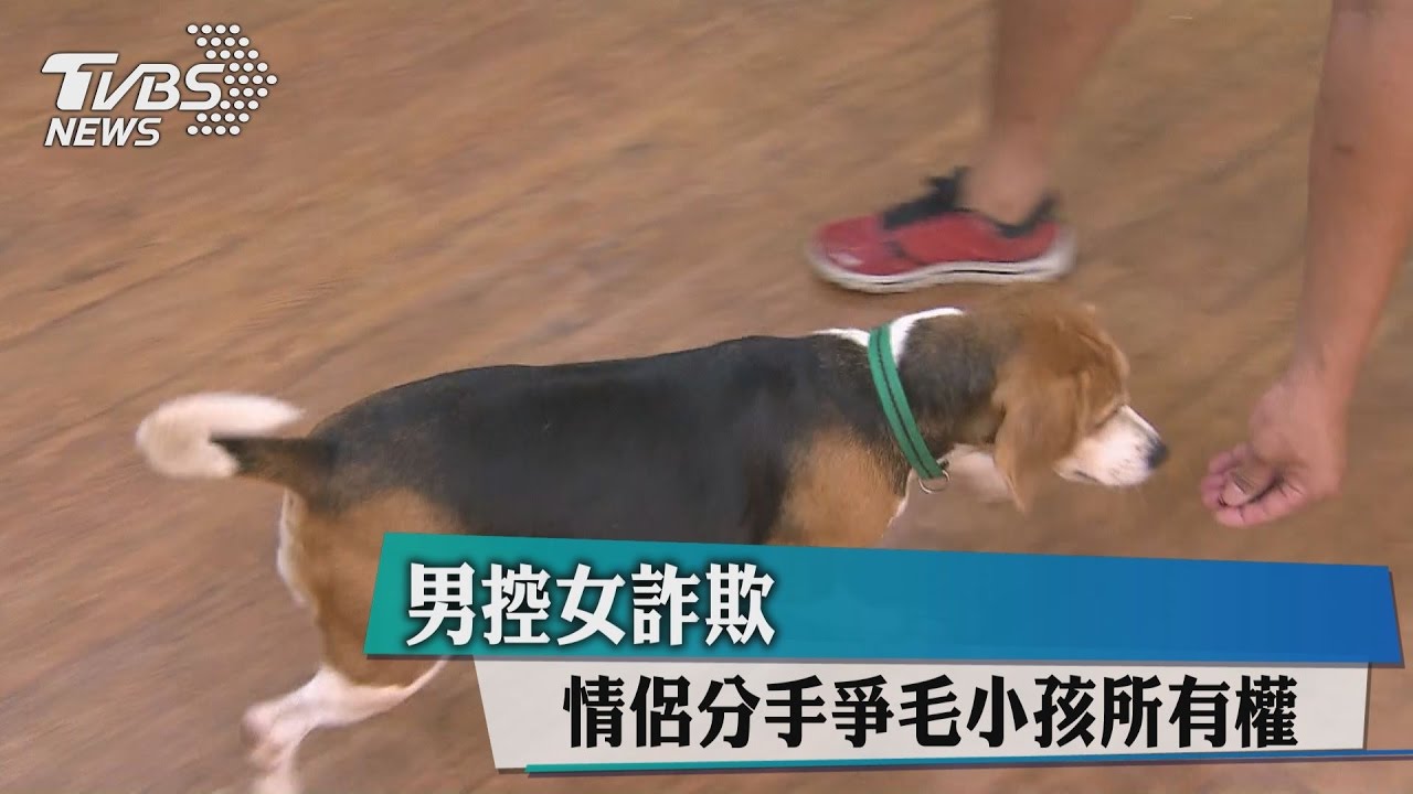 情侶分手爭毛小孩所有權　男控女詐欺