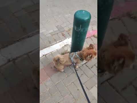 dog walking in the street #dogs #dog