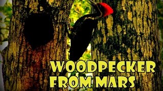 Faith No More - Woodpecker From Mars | Instrumental