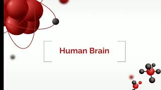 11th grade Unit 3 les 1 Human brain