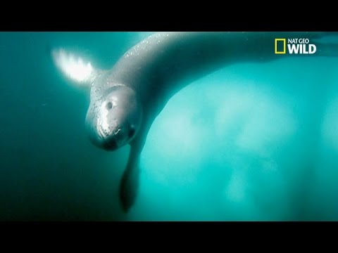 Attaques spectaculaires de léopards de mer sur des manchots