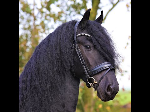 Stal Okkema's Ids - Nane x Onne - stallion - 1.64m - 2018