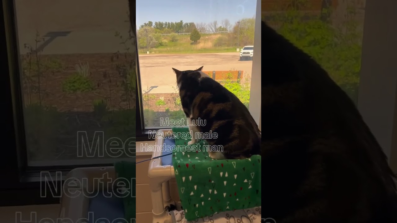 Lulu, a ADOPTABLE Domestic Short Hair in Lansing, MI video 4/4