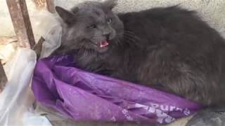 Cat Rescued from Filthy Crumbling Building in Mexican Landfill