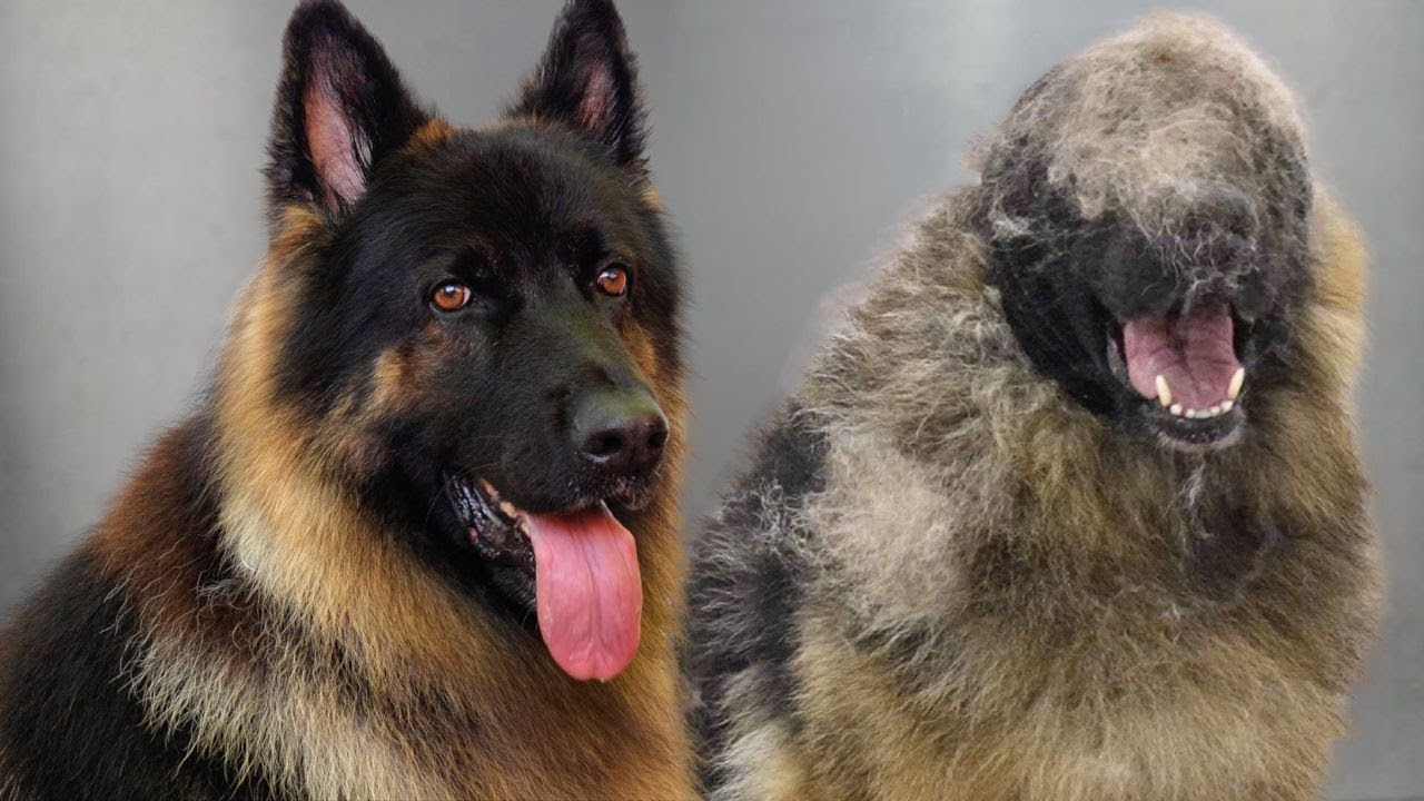 King Shepherd Disappears In A Mound Of Fur 😂