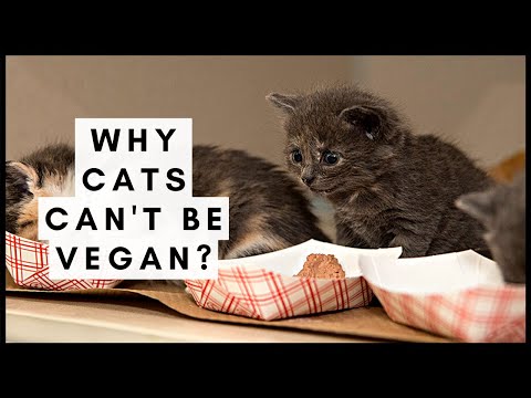 Why Cats cant be Vegan?