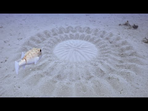 Spy In The Ocean Robot pufferfish