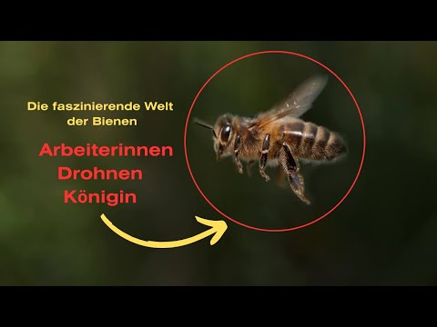 "Die faszinierende Welt der Bienen: Arbeiterinnen, Drohnen und Königin"