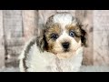 Shihpoo dogs for sale: Boy Shiloh - 0192 - Video 1