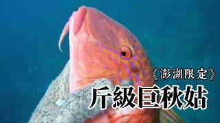 【海野人 Spearfishing 】Vlog.巨秋姑 #自由潛水 #漁獵 #打魚 #夢幻魚 #東星斑  #澎湖 #潛打 #趕海 #紅槽 #龍膽 #土魠魚 #石鯛 #老鼠班 #秋姑 #印度海緋鯉