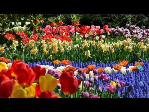 Iolass Pires                          Te regalo una rosa