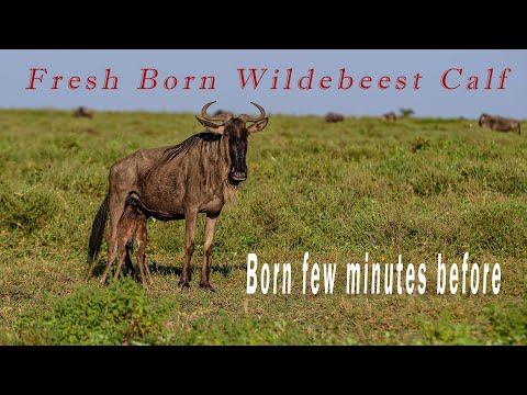 New Born Wildebeest Calf in Serengeti Tanzania
