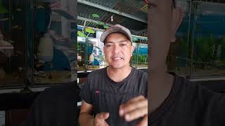 PAANO MAG ALAGA NG MOLLY AT PAANO KUNG MANGANAK SILA
