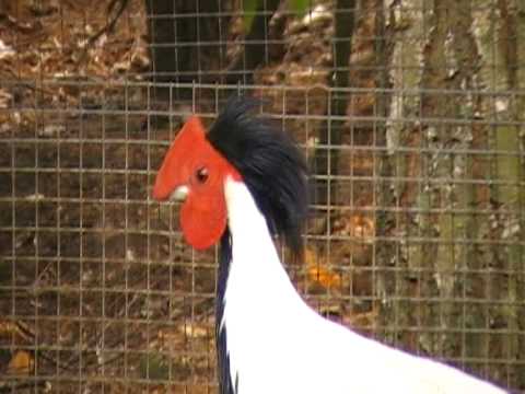 Silver pheasant display — Olmense Zoo