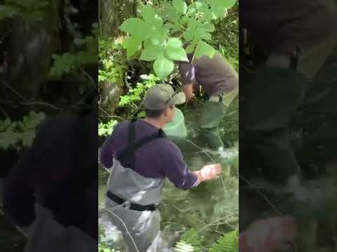 Anteprima video