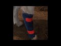 Goat Broken leg Splint