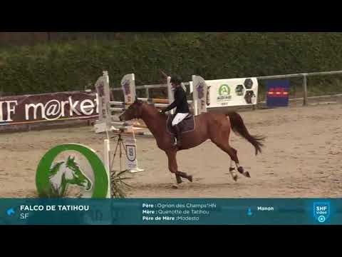 Falco de Tatihou  18/04/2019 Saint-Lô