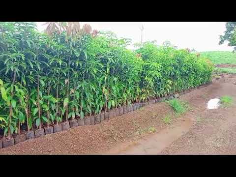 Kesar Mango Plant
