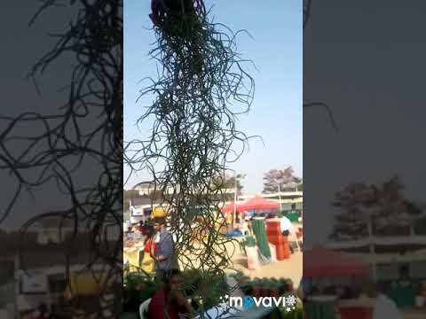 download lagu mp3 mp4 Old Man Whiskers Tree, download lagu Old Man Whiskers Tree gratis, unduh video klip Old Man Whiskers Tree